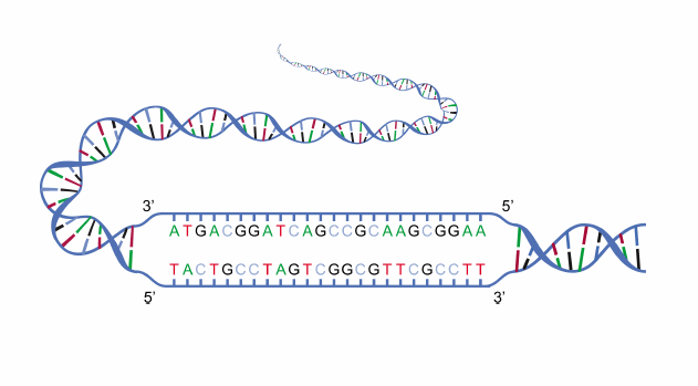 Written in Your DNA: How Genetic Factors Shape Your Response to Orlistat